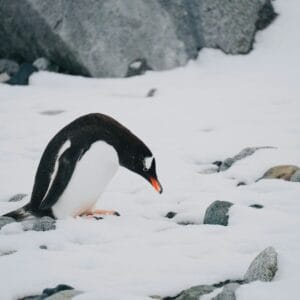 A penguin is standing in the snow near rocks